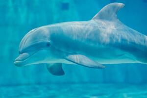 Delfín Apollo