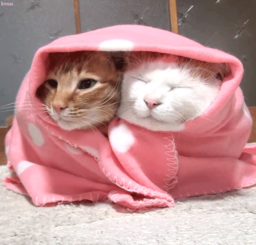 tumblr_nu3w6mwpbz1sfet3to1_500.gif