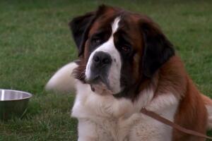 beethoven pelicula 1992.jpg