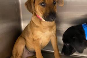 PERROS PR/perro 5.jpg