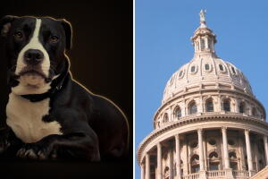 Milo Senado Texas perro campaña parodia elecciones Texas 2026 Dallas Animal Services Austin