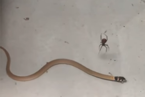 video-arana-serpiente_2.png