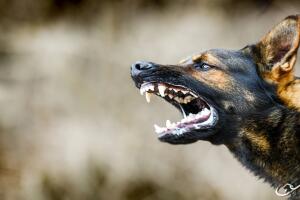 iStock-1222256422 (1).jpg