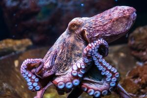 Estos científicos afirman que los pulpos son seres extraterrestres