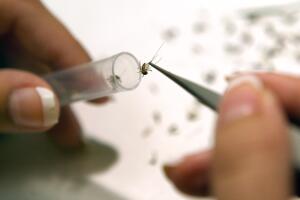 Mosquitoes Tested For West Nile