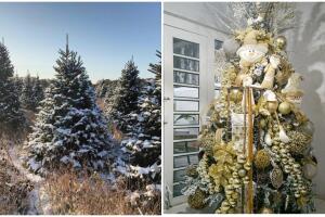 Lugares para comprar tu árbol de navidad y recomendaciones para saber elegir el mejor