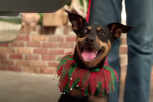12-dogs-days-for-christmas-pelicula-.png
