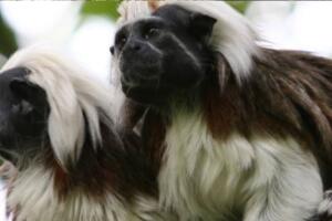 Monos tití cabeza de algodón de Animal Kigndom