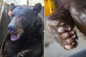Bear Oso Incendio