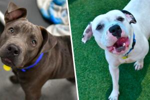 Adopta perro Dallas Texas