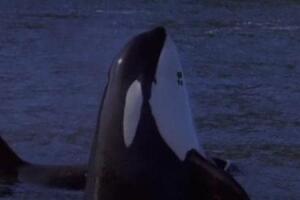 orca-keiko-en-liberen-a-willy.jpg