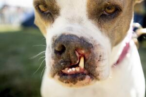 Worlds Ugliest Dog