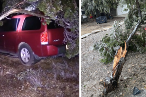ramas-caídas-árboles-congeladas-San-Antonio