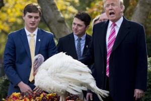 Donald Trump Pavos acción de gracias