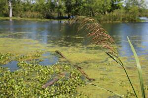 Brazos Bend, un parque que reune las especies más salvajes de Texas