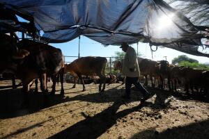 granjero y vacas