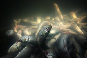 Dead Sardines Crowd California Harbor By The Millions