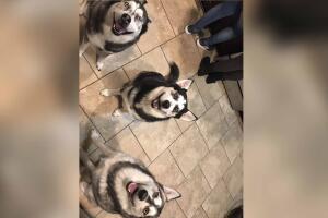 GALERIA PERROS/Daisyy Martinez.jpg