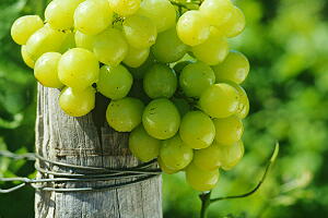uva-verde-5-texto.jpg