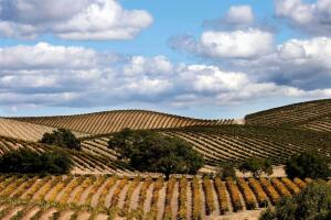 Napa Vineyard Harvests Its Grapes