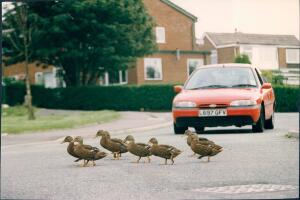 Patos cruzando camino Grosby (5).jpg