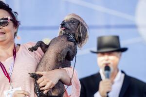 Ugly Dog Contest
