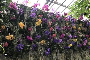 Longwood Gardens Orquídeas 2 