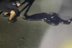 pitón serpiente florida