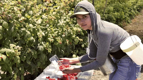 giphy (8).gif