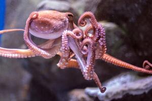 Pulpo