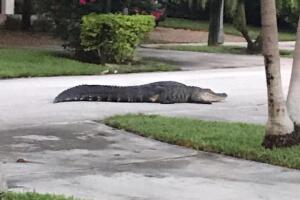 Cocodrilo/GATOR_2 copia.jpg