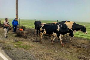 cows4.jpg