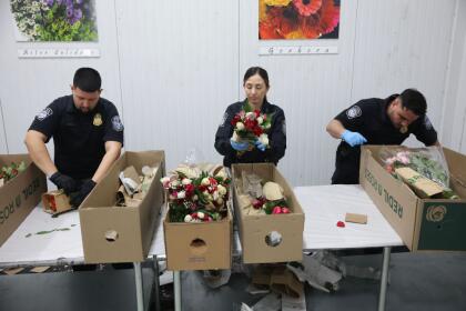 MIAMI, FLORIDA - FEBRUARY 12: (L-R) Yeltsin Seda, Shirley Silva, and Christian Ruiz, U.S. Customs and Border Protection Agriculture Specialists, inspect flowers for foreign pests or diseases in the FedEx Cargo hub at Miami International Airport on February 12, 2025 in Miami, Florida. FedEx transfers millions of fresh flowers through the hub for Valentine's season by increasing air capacity from Colombia and Ecuador. They will transport over 2.2 million pounds of flowers from these countries in February. (Photo by Joe Raedle/Getty Images)