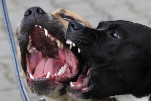 Pitbull dogs bark during the Prague Pitb