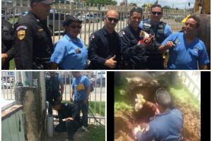 Rescatan un gato de una tubería