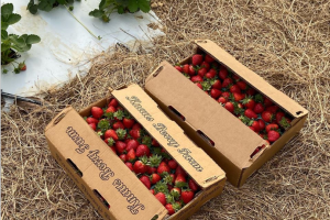 Kanus Berry Farm.png