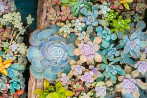 suculentas-colores-madera-plantitas.jpg