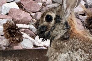 Conejos con tentáculos