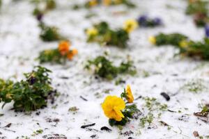 Meteorólogos indican una probabilidad baja de copos de nieve sin acumulación durante el fin de semana.