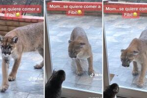collage_puma_vs_gato.jpg