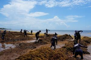 APTOPIX Mexico Sargassum
