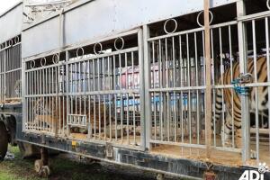 TIGRES/tigre 10.jpeg