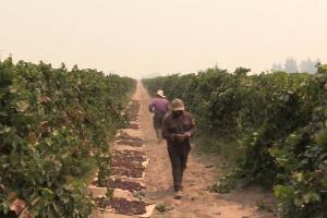 campesinos-bajoelhumo.jpg