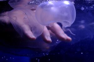 Una selfie con una medusa