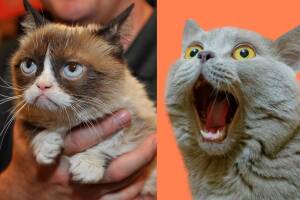 Investigación señala que los gatos pueden imitar expresiones faciales de los humanos