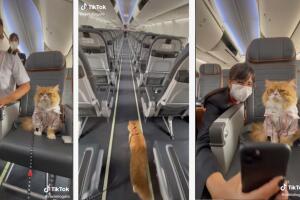 Conoce quién es el gato influencer tan famoso que hasta los pilotos quieren una foto con él, (2).jpg