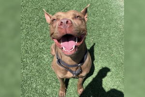 MASCOTAS-DALLAS/COCO.jpg