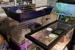 GALERIA ANIMALES/ANIMALESEXOTICOS7.jpg