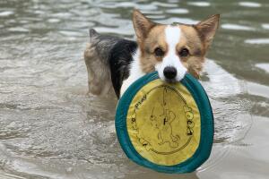 PERROS GALERIA/4-PERRO.jpg