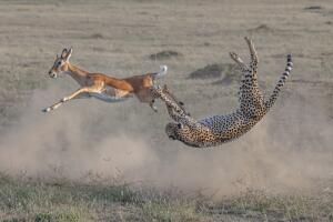 Liu_cheetah.jpg
